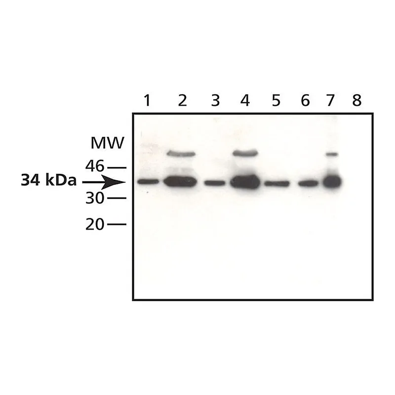 Merck Anti-EB1 antibody produced in rabbit