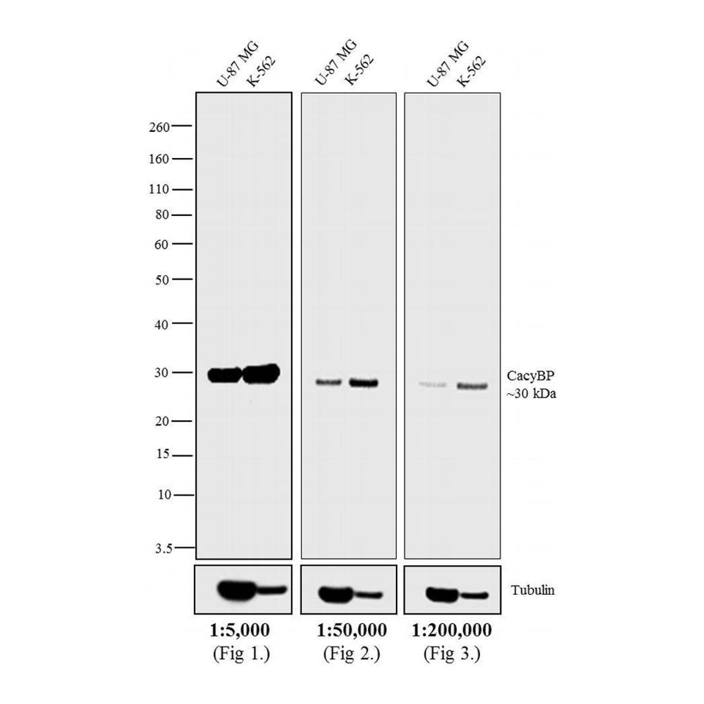 Thermo Fisher Scientific Goat anti-Rabbit IgG (H+L) Secondary Antibody, HRP
