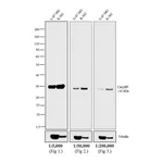 Thermo Fisher Scientific Goat anti-Rabbit IgG (H+L) Secondary Antibody, HRP