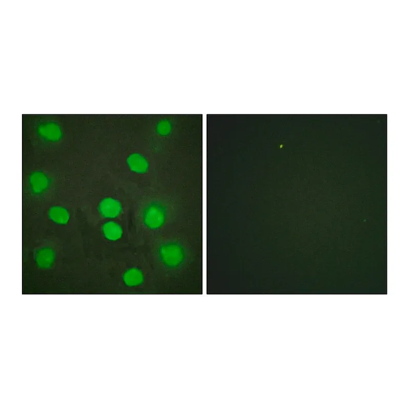 Merck Anti-GATA4 antibody produced in rabbit