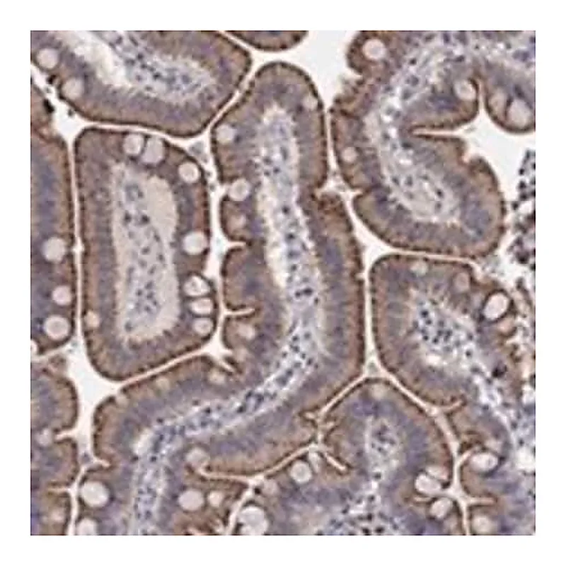 Merck Anti-ERN2 antibody produced in rabbit