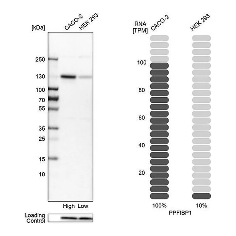 Merck Anti-PPFIBP1 antibody produced in rabbit