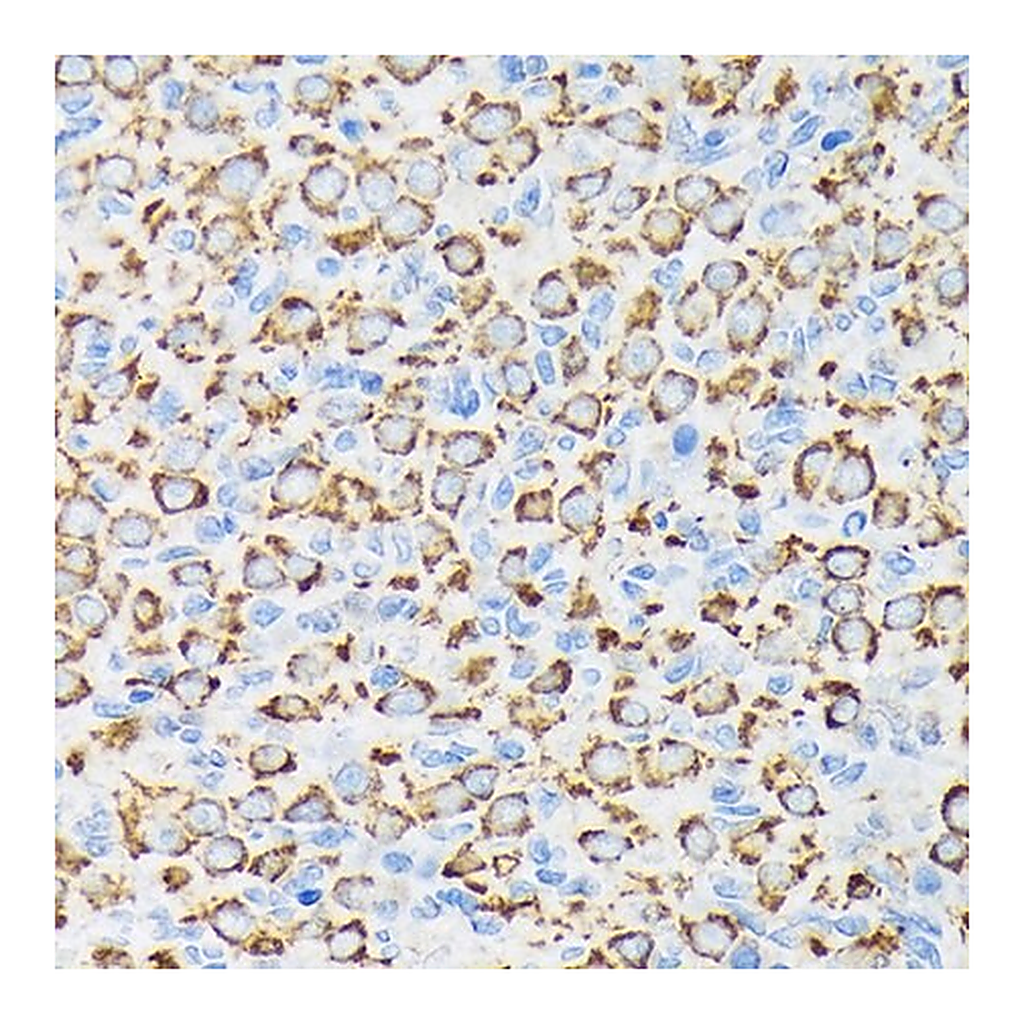 Merck Anti-NDUFS4 antibody produced in rabbit