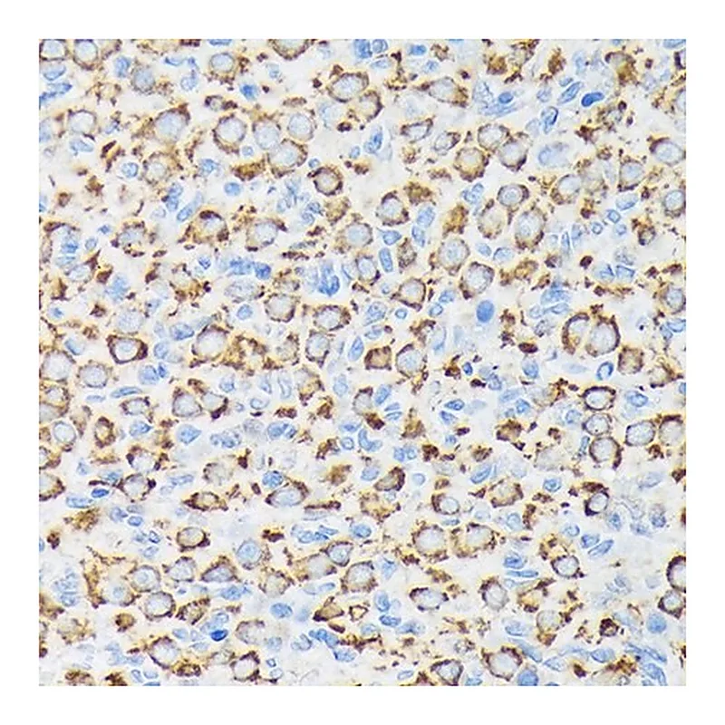 Merck Anti-NDUFS4 antibody produced in rabbit