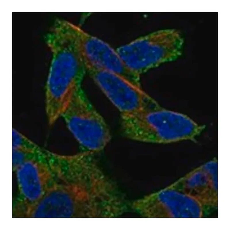 Merck Anti-MAP3K7 antibody produced in rabbit