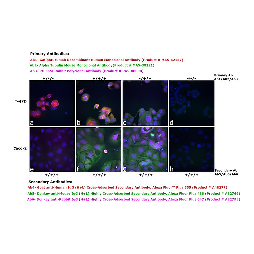 Thermo Fisher Scientific Goat anti-Human IgG (H+L) Cross-Adsorbed Secondary Antibody, Alexa Fluor Plus 555