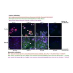 Thermo Fisher Scientific Goat anti-Human IgG (H+L) Cross-Adsorbed Secondary Antibody, Alexa Fluor Plus 555