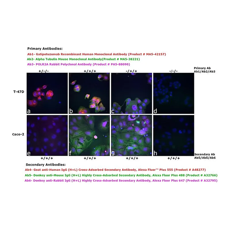 Thermo Fisher Scientific Goat anti-Human IgG (H+L) Cross-Adsorbed Secondary Antibody, Alexa Fluor Plus 555