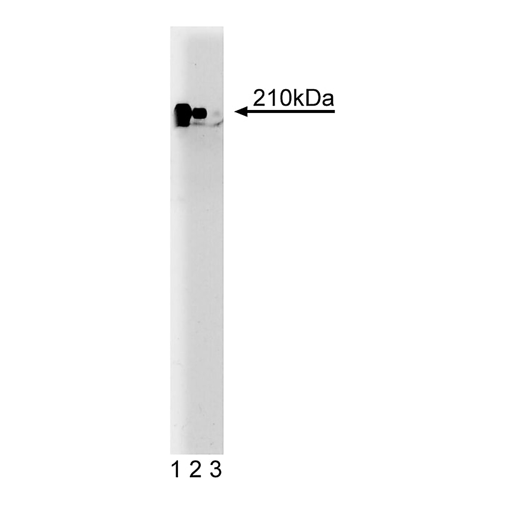 BD Purified Mouse Anti-Human NPAT