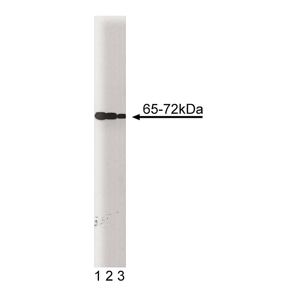 BD Purified Mouse Anti-SHP2