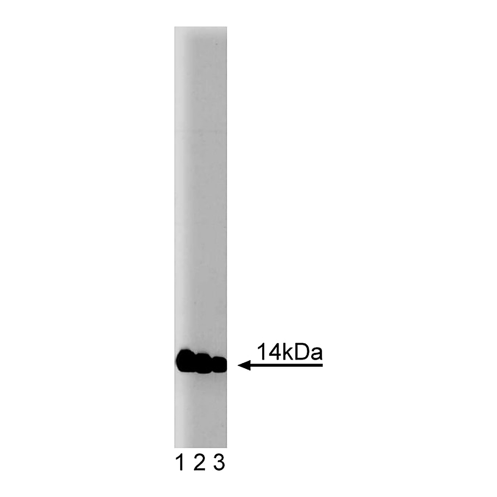 BD Purified Mouse Anti-FKBP12