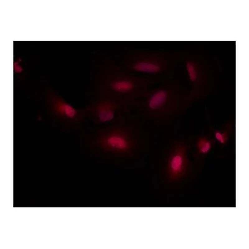 Merck ANTI-SMAD7, ANTIBODY PRODUCED IN RABBIT&