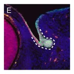 Merck Monoclonal Anti-Uvomorulin/E-Cadherin antibody produced in rat