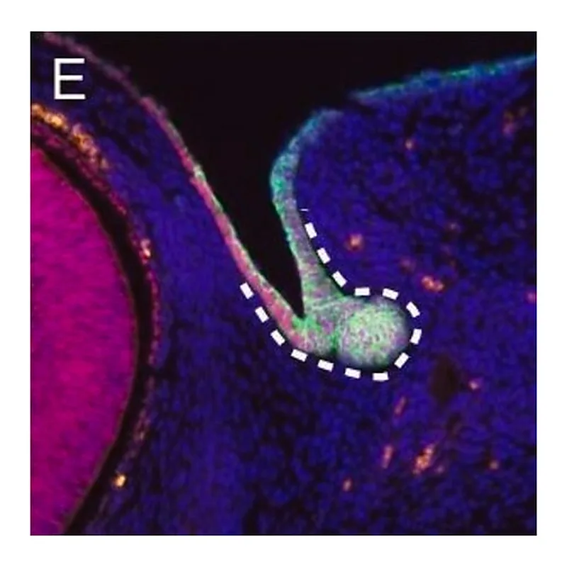 Merck Monoclonal Anti-Uvomorulin/E-Cadherin antibody produced in rat