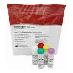 Thermo Fisher Scientific Click-IT O-GlcNAc Enzymatic Labeling System