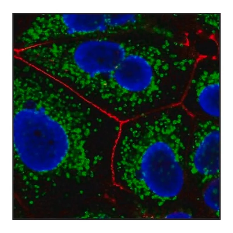 Merck Anti-Mouse IgG (H+L), F(ab')2 fragment, CF(TM)647 antibody produced in goat