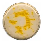 Merck Cetrimide Agar