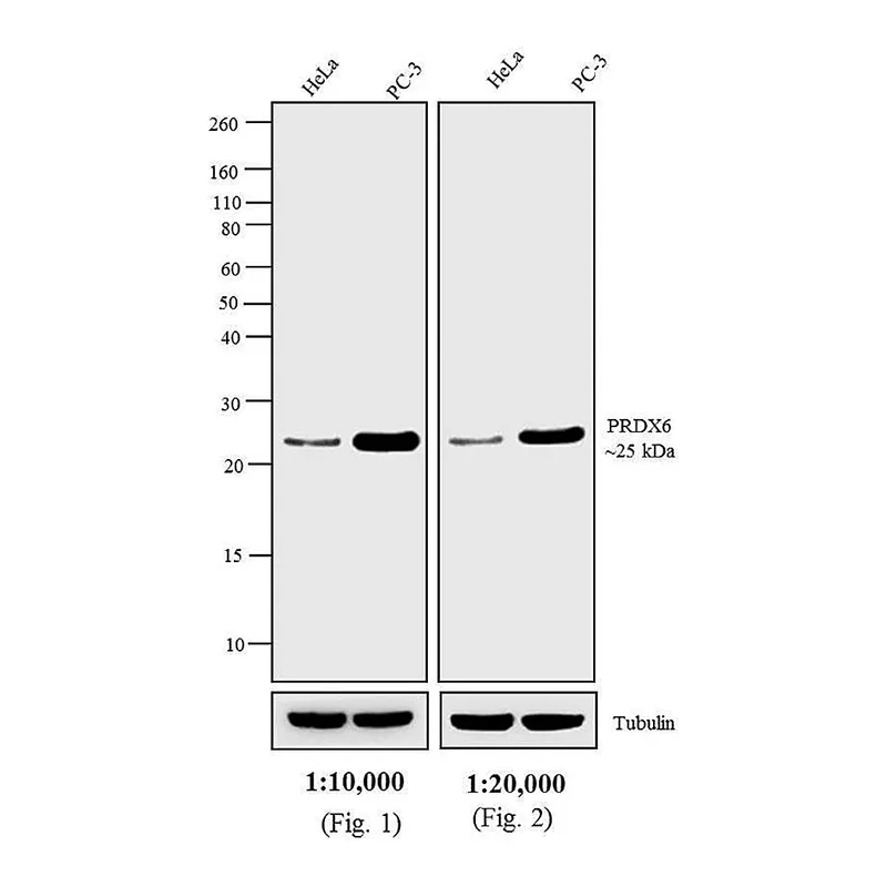 Thermo Fisher Scientific Goat anti-Rabbit IgG (H+L) Highly Cross-Adsorbed Secondary Antibody, AP