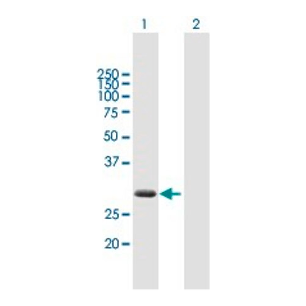 Merck Anti-ZBED2 antibody produced in mouse