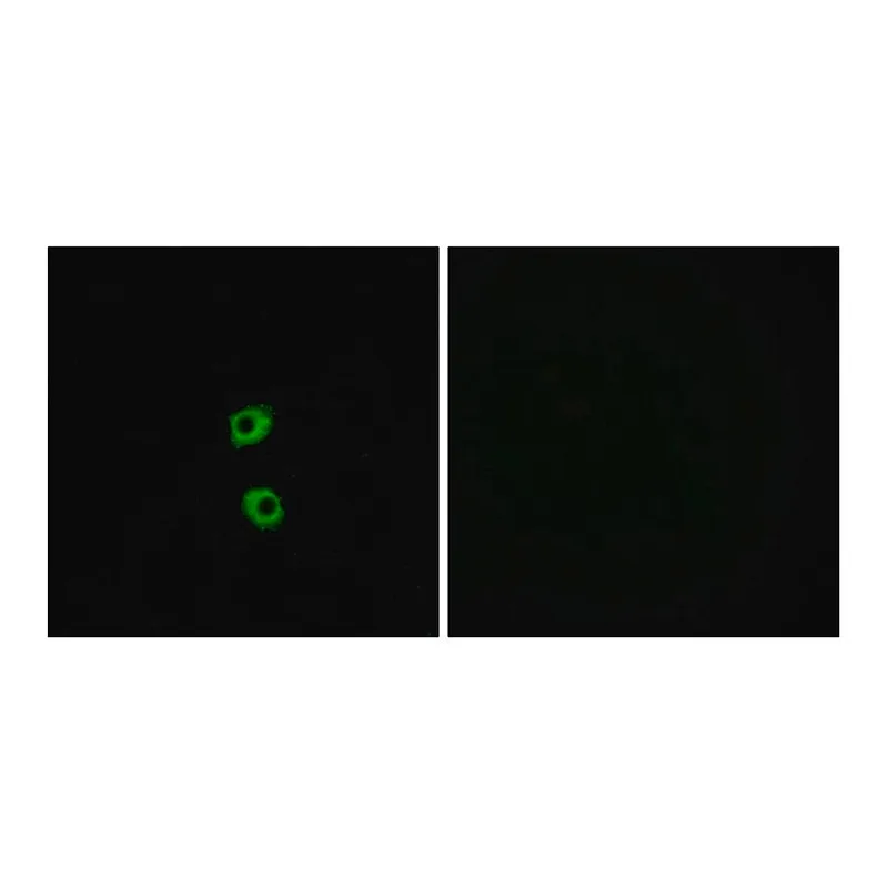 Merck Anti-FZD7 antibody produced in rabbit