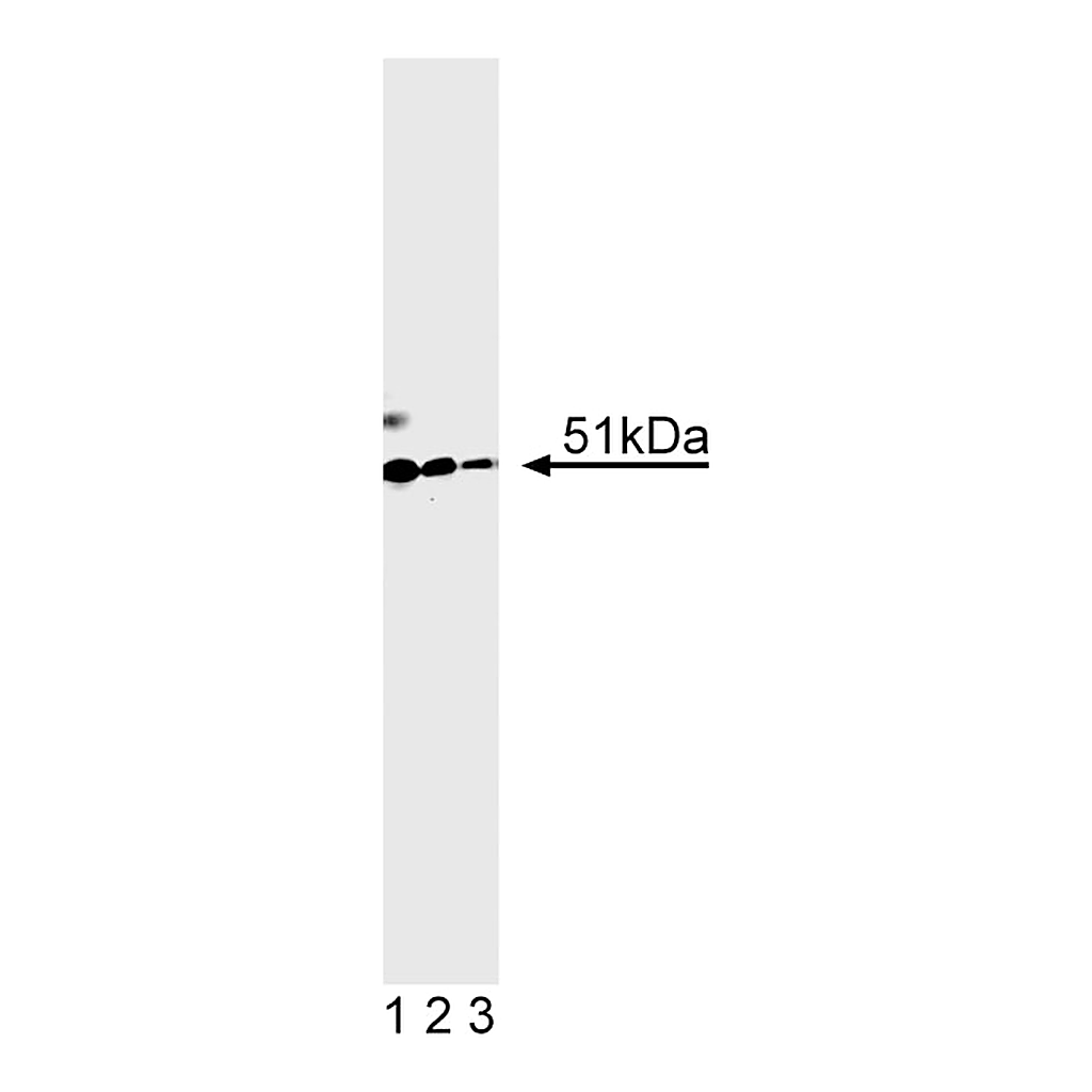 BD Purified Mouse Anti- HNF-1β