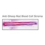 Merck RABBIT ANTI-SHEEP RED BLOOD CELL STROMA&