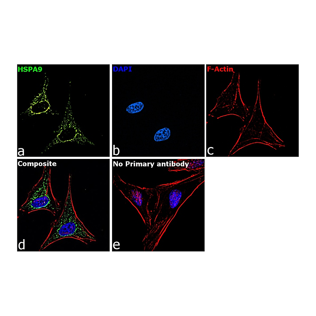 Thermo Fisher Scientific Rabbit anti-Goat IgG Recombinant Secondary Antibody, Alexa Fluor Plus 488