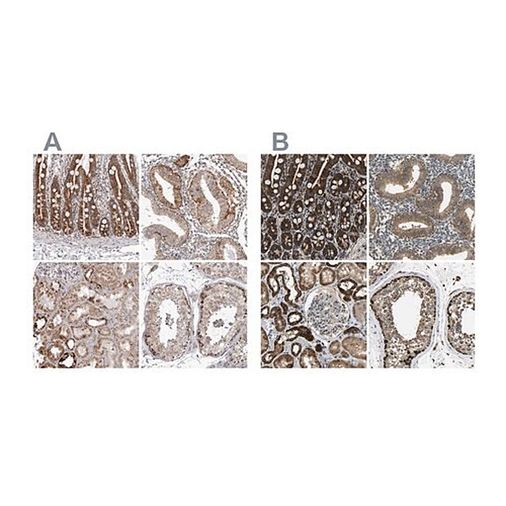 Merck Anti-TUFM antibody produced in rabbit