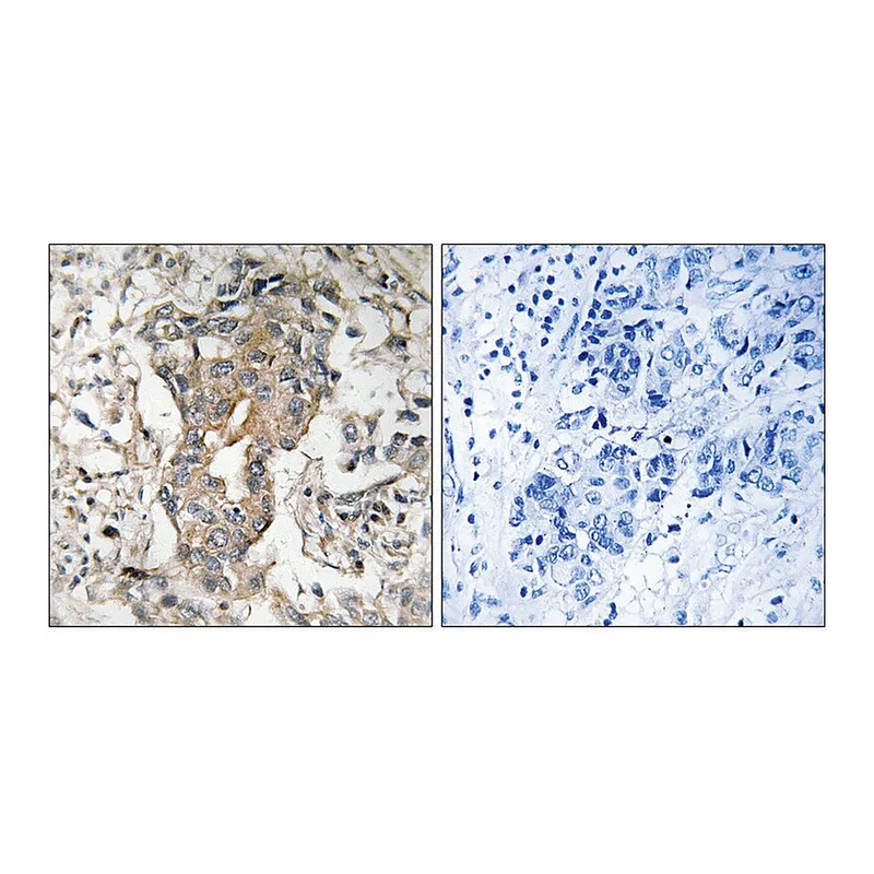 Merck Anti-SPHK2 antibody produced in rabbit