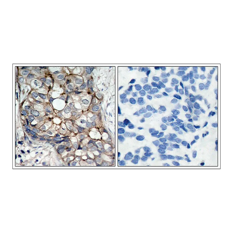Merck Anti-EGFR (Ab-1070) antibody produced in rabbit