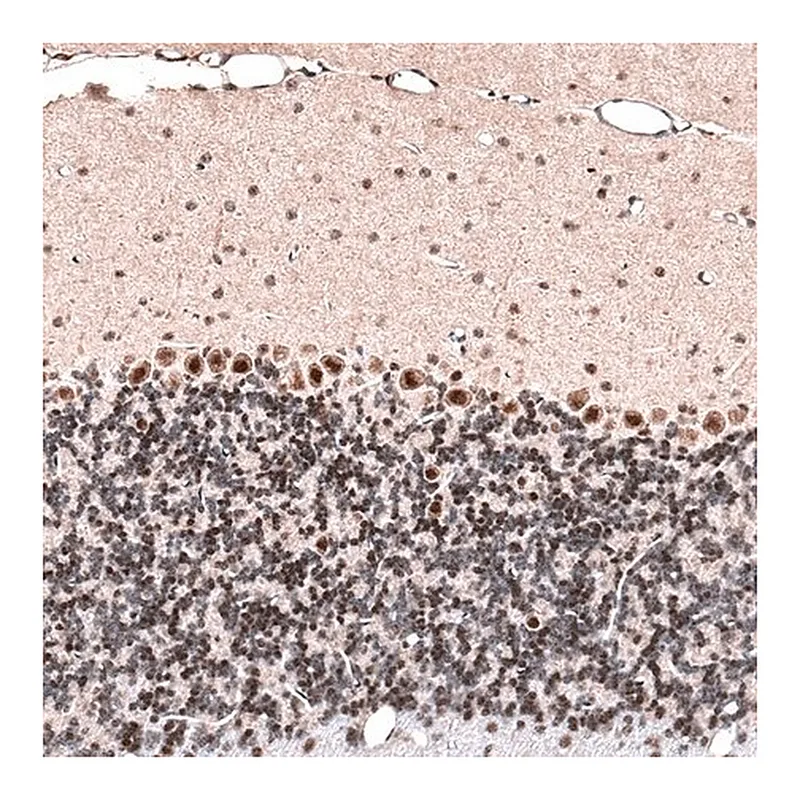 Merck Monoclonal Anti-GLI1 antibody produced in mouse