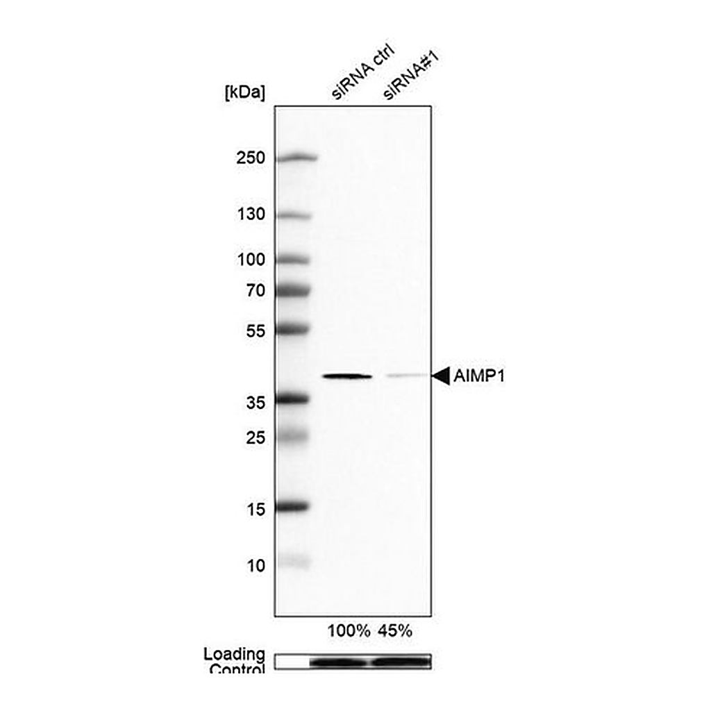 Merck Anti-AIMP1 antibody produced in rabbit