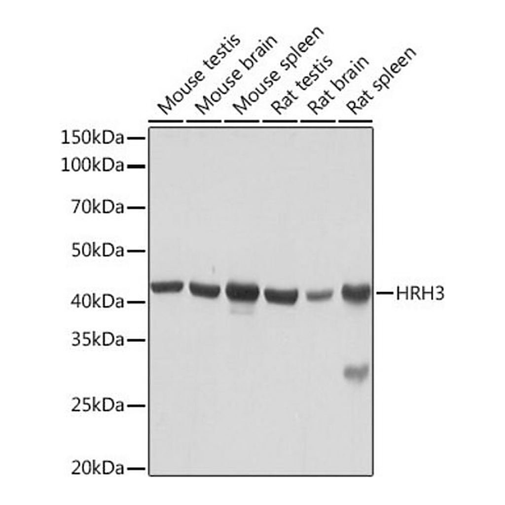 Merck Anti-HRH3 antibody produced in rabbit