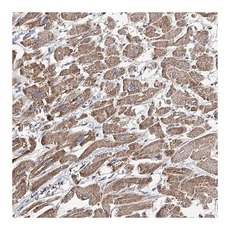 Merck Anti-COMMD1 antibody produced in rabbit