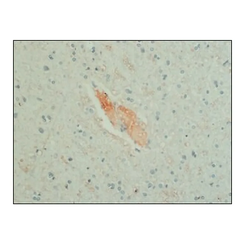 Merck MONOCLONAL ANTI-GABA, CLONE GB-69