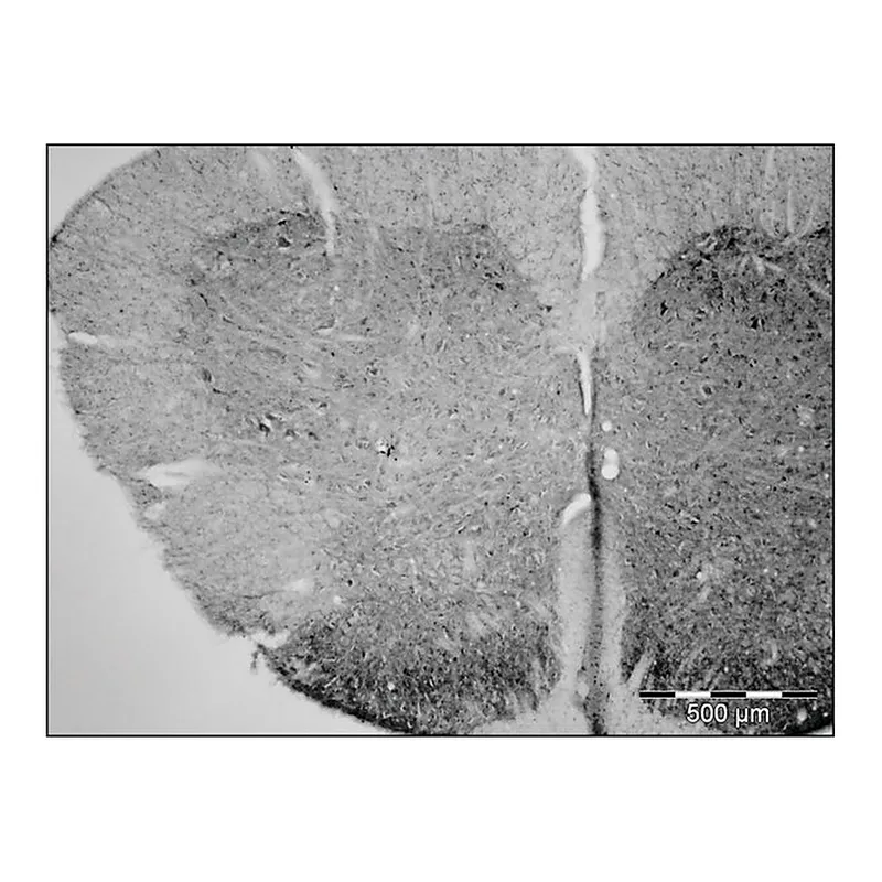 Merck Anti-Granulin (C-terminal) antibody produced in rabbit