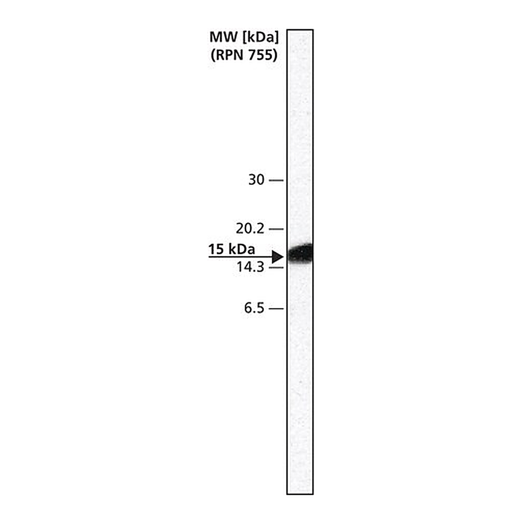 Merck Anti-HSV antibody produced in rabbit