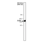 Merck Anti-HSV antibody produced in rabbit