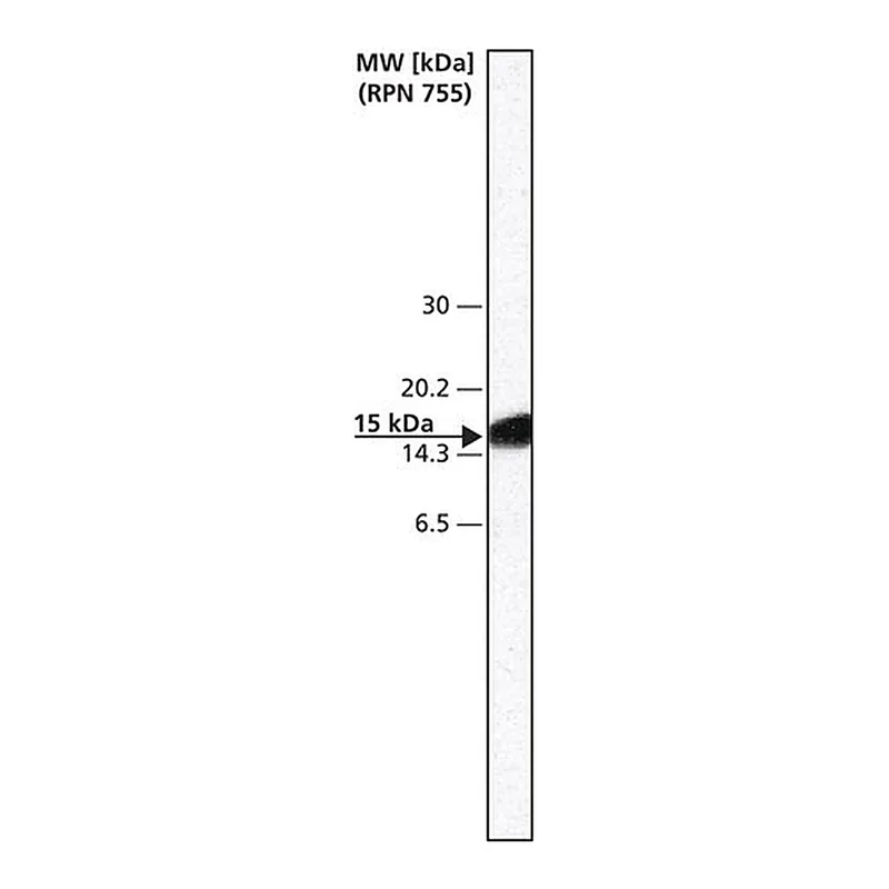 Merck Anti-HSV antibody produced in rabbit