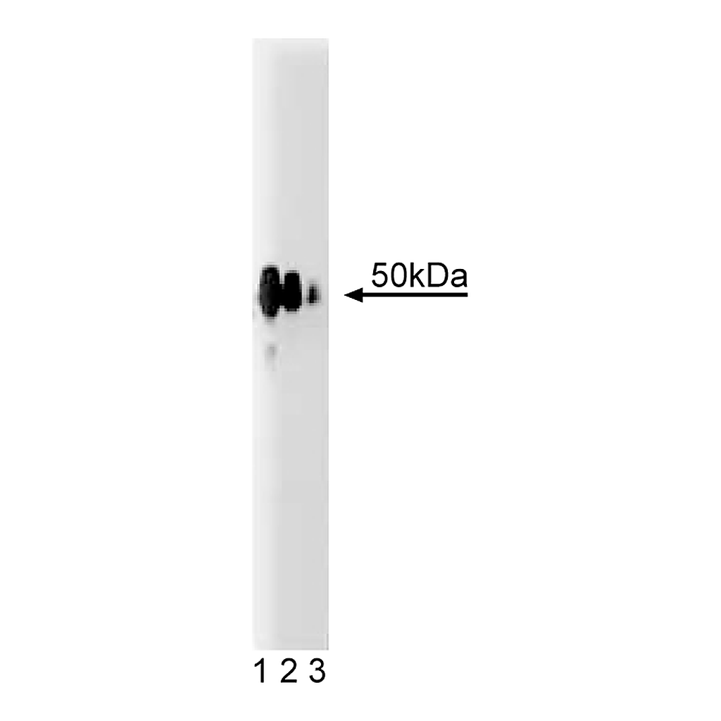 BD Purified Mouse Anti- Hic5