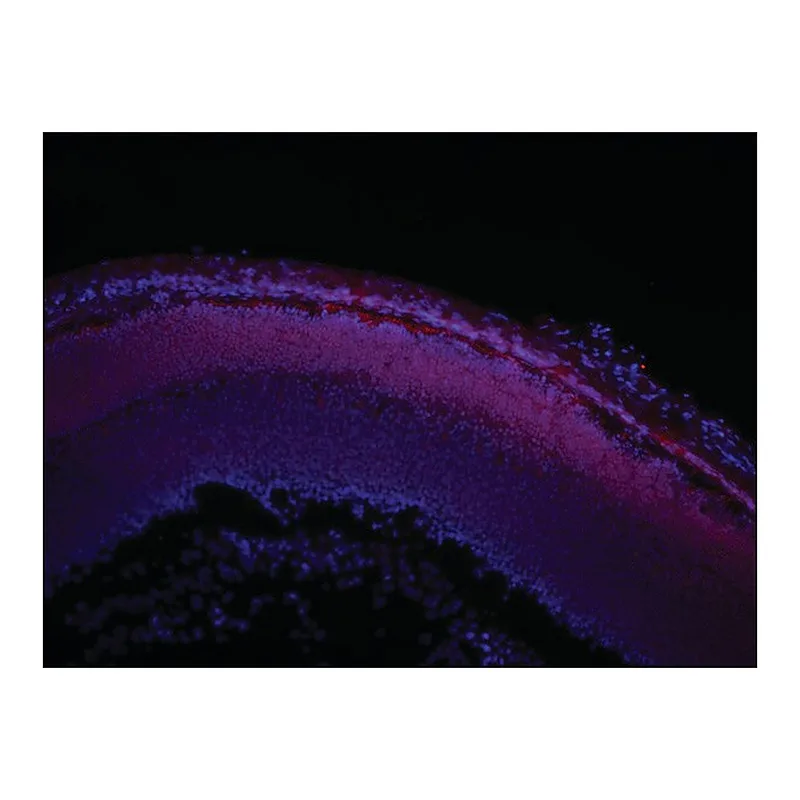 Merck Monoclonal Anti-PIAS3 antibody produced in mouse