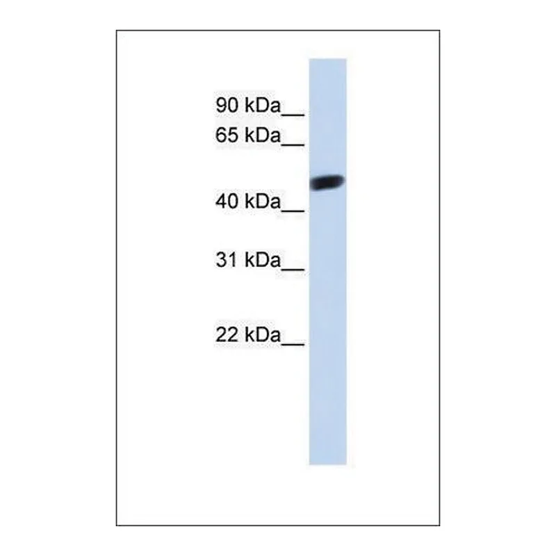 Merck Anti-WWTR1 antibody produced in rabbit