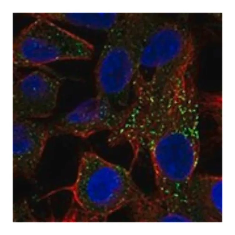 Merck Anti-FETUB antibody produced in rabbit