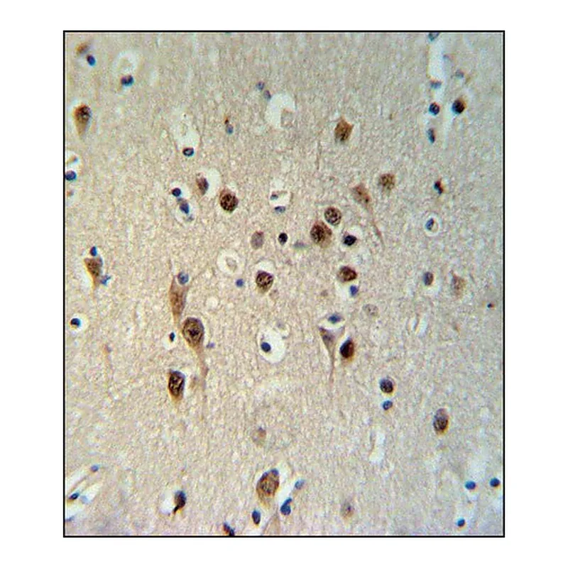 Merck ANTI-TOX3 (CENTER) antibody produced in rabbit