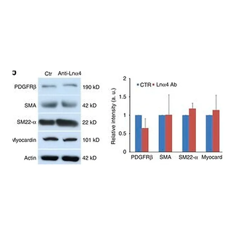 Merck ANTI-ACTIN, Α-SMOOTH MUSCLE - FITC ANTI&