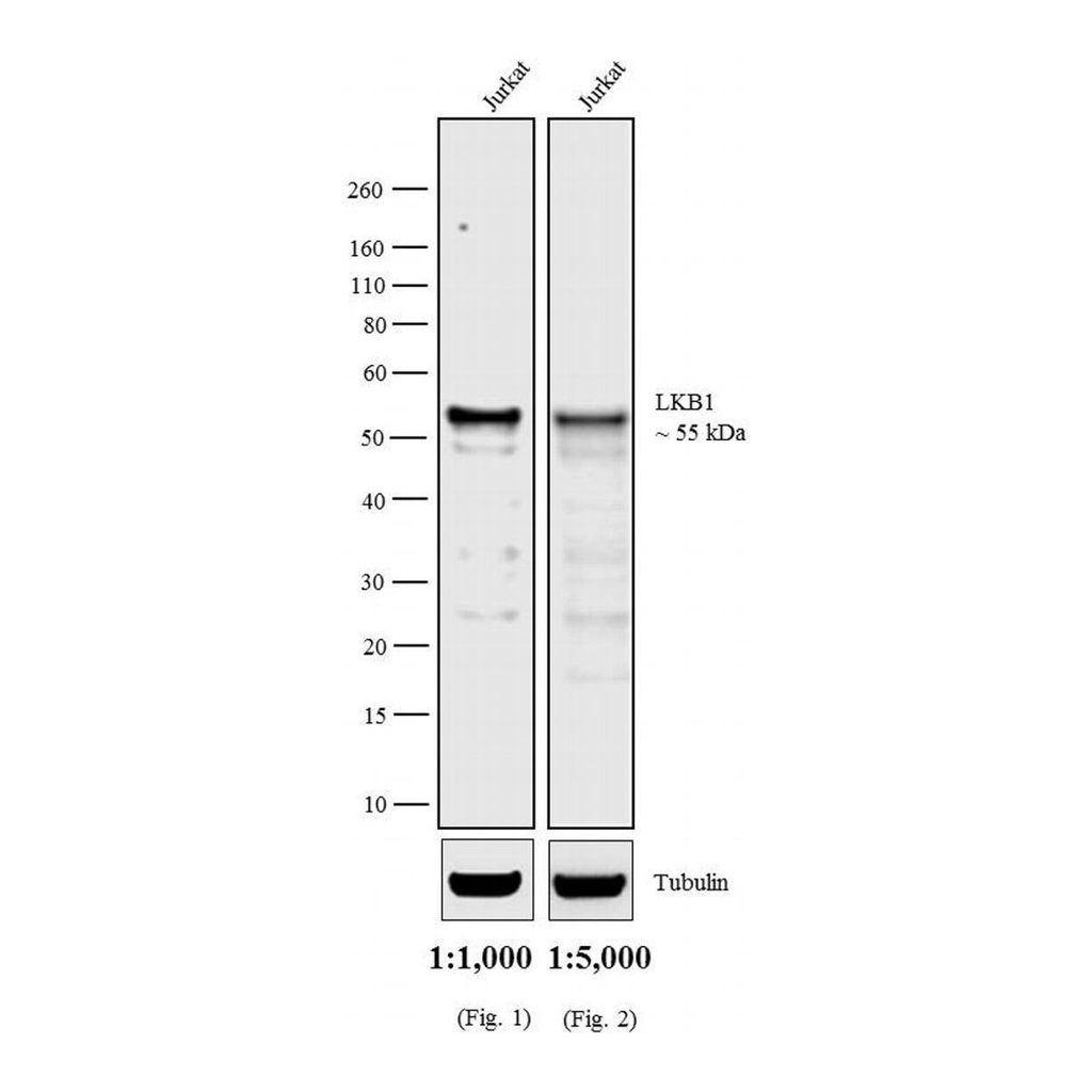 Thermo Fisher Scientific Rat anti-Mouse IgG2a (Heavy chain) Secondary Antibody, HRP