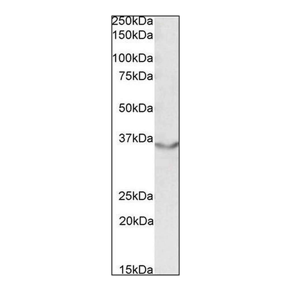 Merck Anti-JAM2 antibody produced in goat
