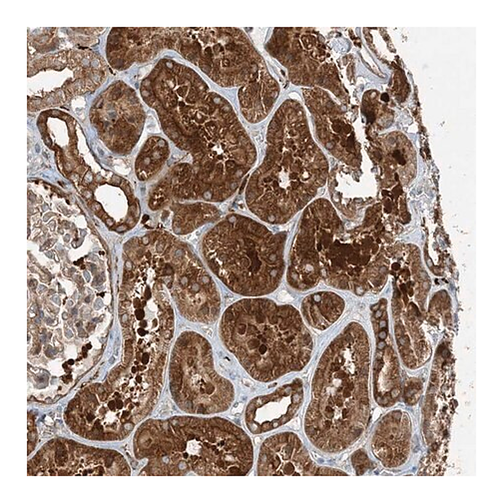 Merck Anti-SNX2 antibody produced in rabbit