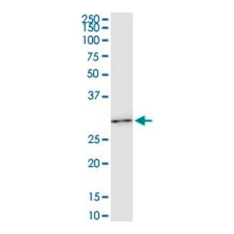 Merck Monoclonal Anti-HOXC6 antibody produced in mouse