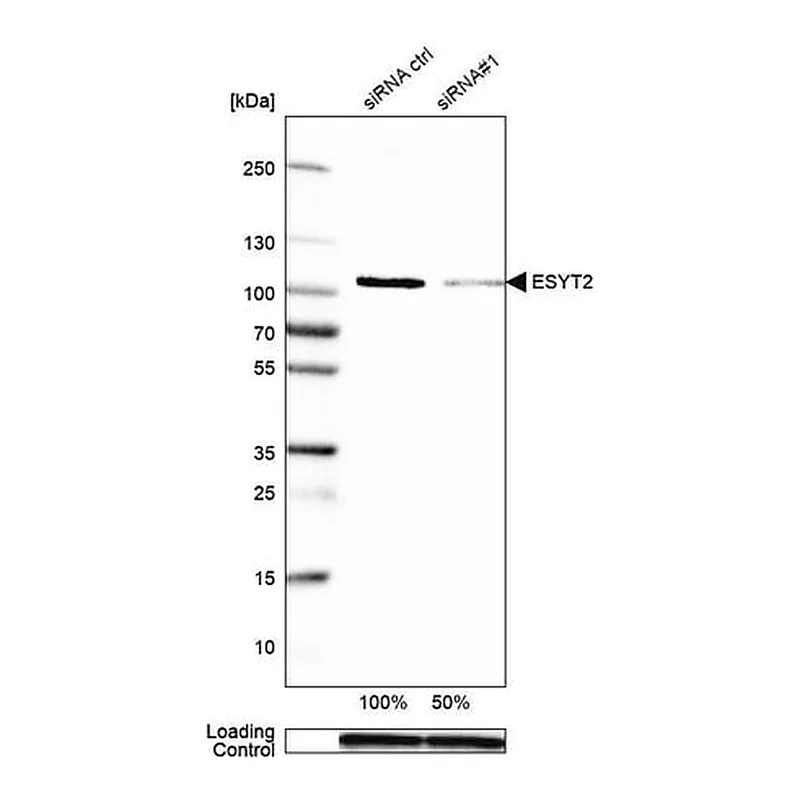 Merck Anti-ESYT2 antibody produced in rabbit